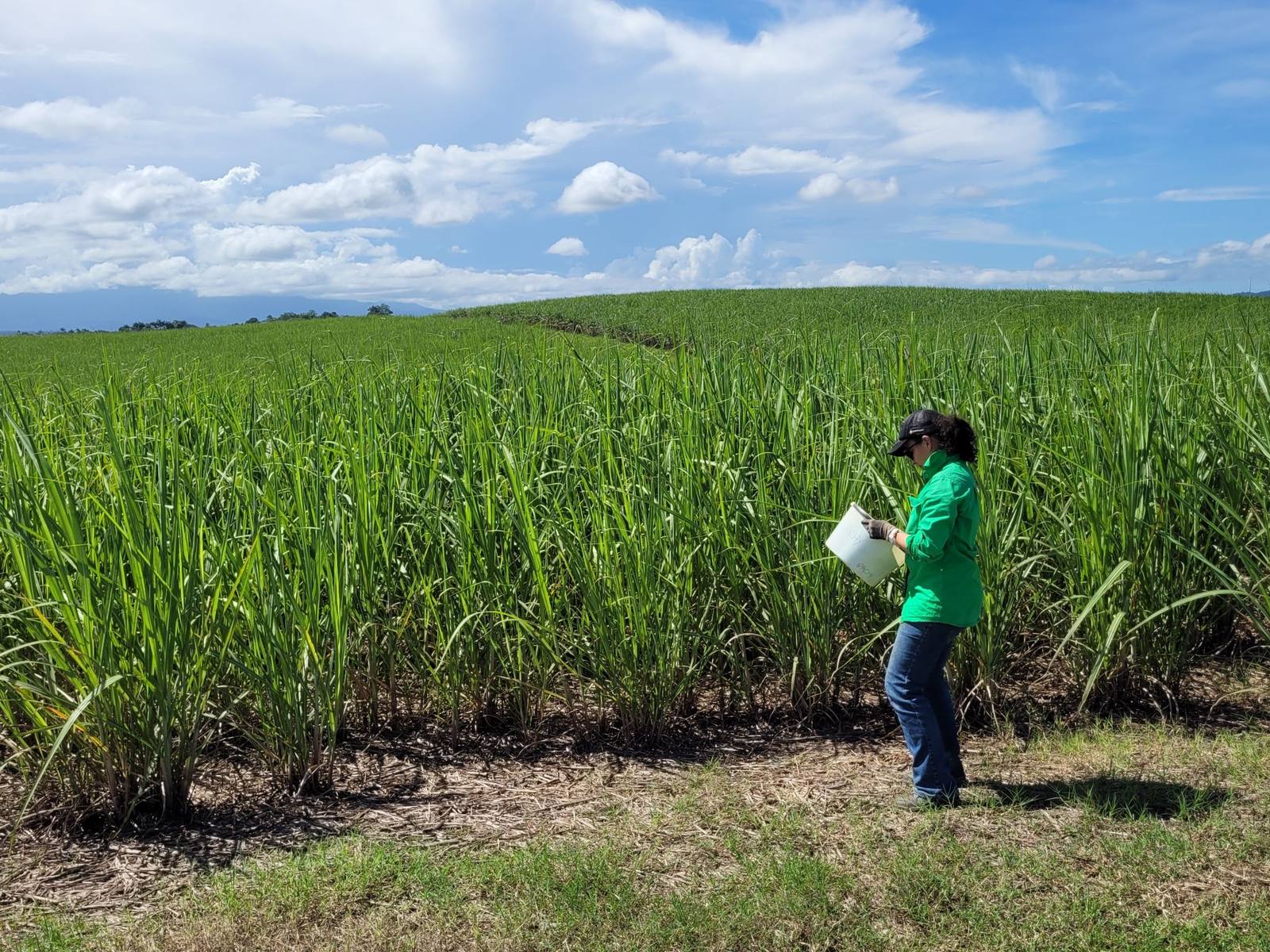 Maria Solis standing in a sugarcane field